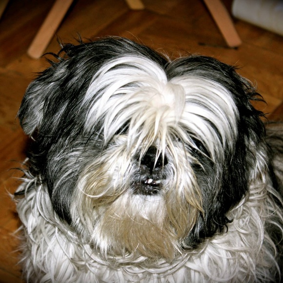 Meet your Posher, Netty - Picture 4 of 8